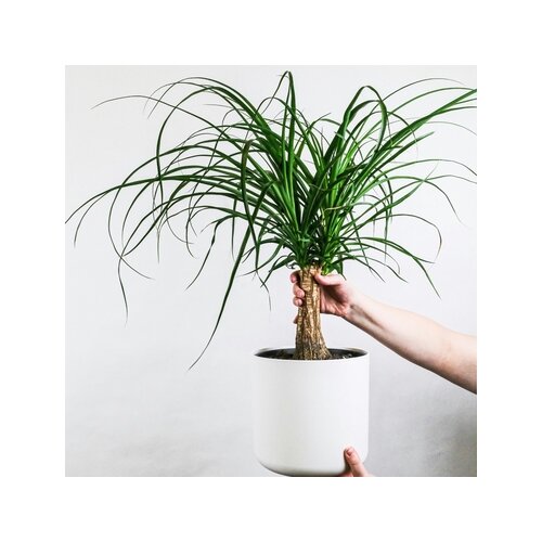 Zimmerpflanze Große Beaucarnea Elefantenfuß, Neutralware