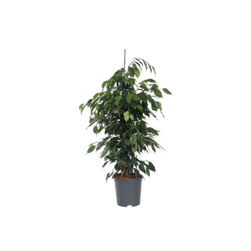 Zimmerpflanze Geigenpflanze Ficus Benjamina Danielle XL