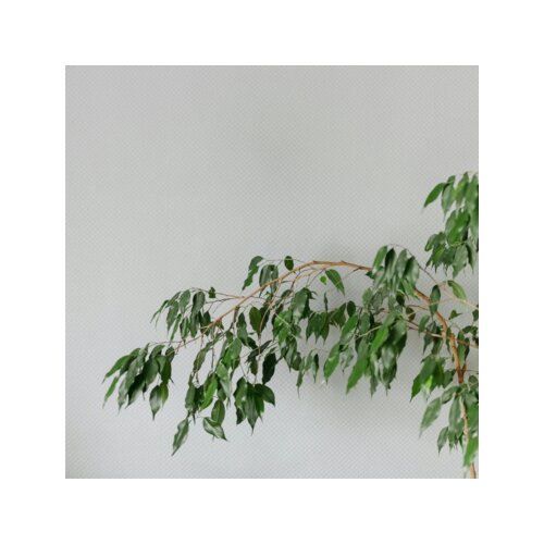 Zimmerpflanze Geigenpflanze Ficus Benjamina Danielle XL, Neutralware