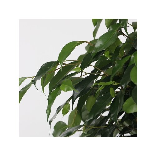 Zimmerpflanze Geigenpflanze Ficus Benjamina Danielle XL, Neutralware