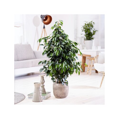 Zimmerpflanze Geigenpflanze Ficus Benjamina Danielle XL, Neutralware