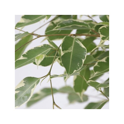 Zimmerpflanze Geigenpflanze Ficus Benjamina Twilight XL, Neutralware