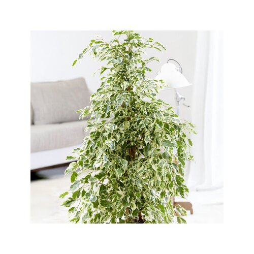 Zimmerpflanze Geigenpflanze Ficus Benjamina Twilight XL, Neutralware