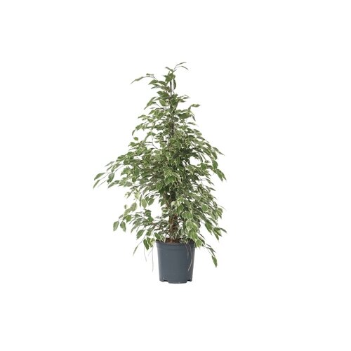 Zimmerpflanze Geigenpflanze Ficus Benjamina Twilight XL