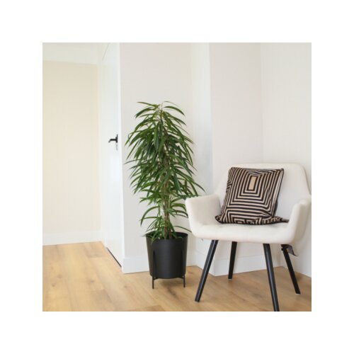 Zimmerpflanze Geigenpflanze Ficus Binnendiijkii Alii XL, Neutralware