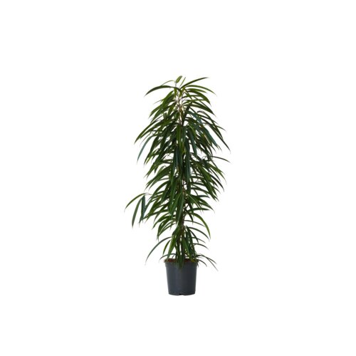 Zimmerpflanze Geigenpflanze Ficus Binnendiijkii Alii XL