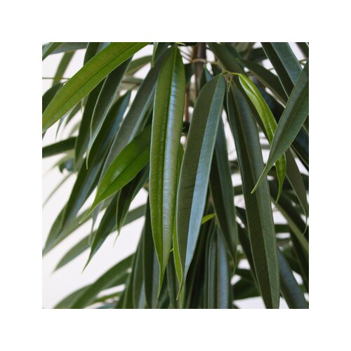 Zimmerpflanze Geigenpflanze Ficus Binnendiijkii Alii XL, Neutralware