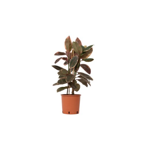 Zimmerpflanze Ficus Elastica Belize