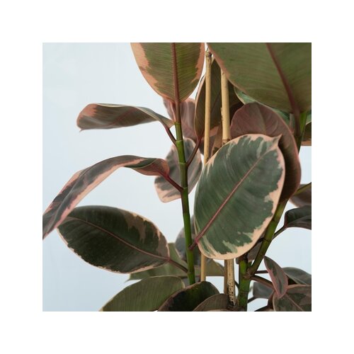 Zimmerpflanze Ficus Elastica Belize, Neutralware