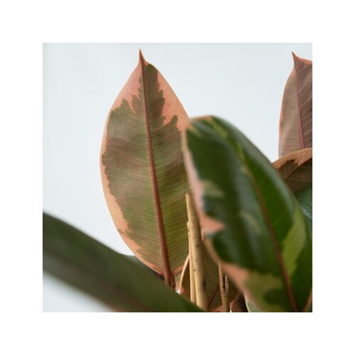 Zimmerpflanze Ficus Elastica Belize, Neutralware