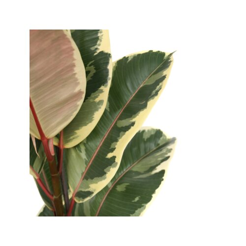 Zimmerpflanze Ficus Elastica Tineke, Neutralware