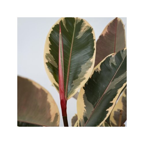Zimmerpflanze Ficus Elastica Tineke, Neutralware
