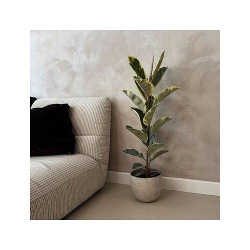 Zimmerpflanze Ficus Elastica Tineke, Neutralware