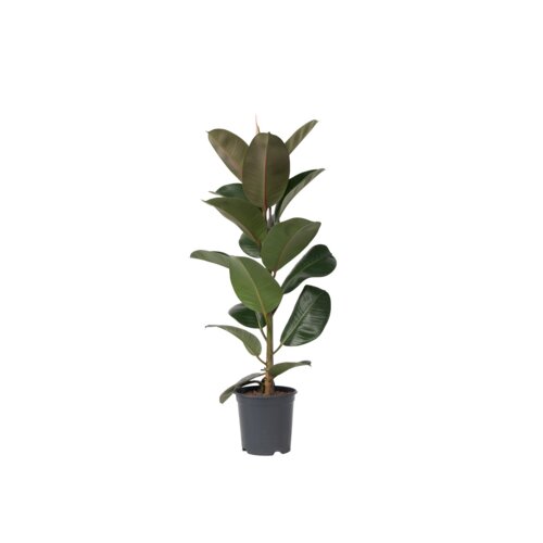 Zimmerpflanze Ficus Elastica Robusta