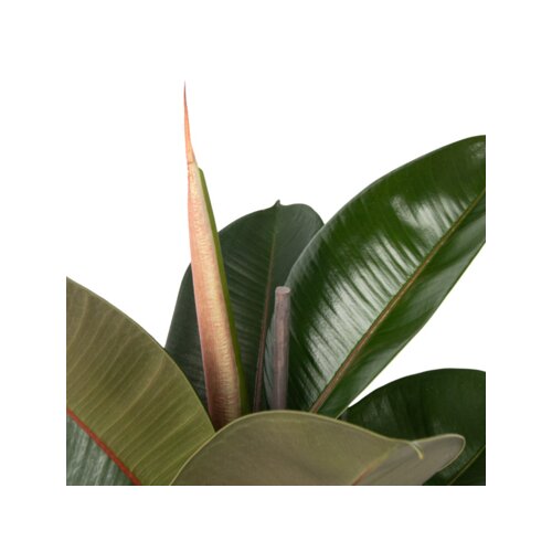 Zimmerpflanze Ficus Elastica Robusta, Neutralware