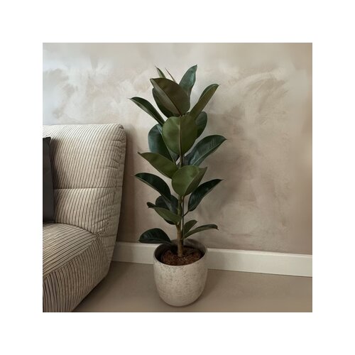 Zimmerpflanze Ficus Elastica Robusta, Neutralware