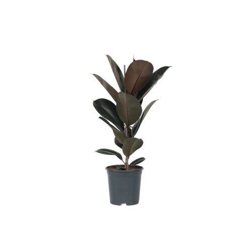 Zimmerpflanze Ficus Elastica Abidjan