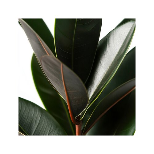 Zimmerpflanze Ficus Elastica Abidjan, Neutralware