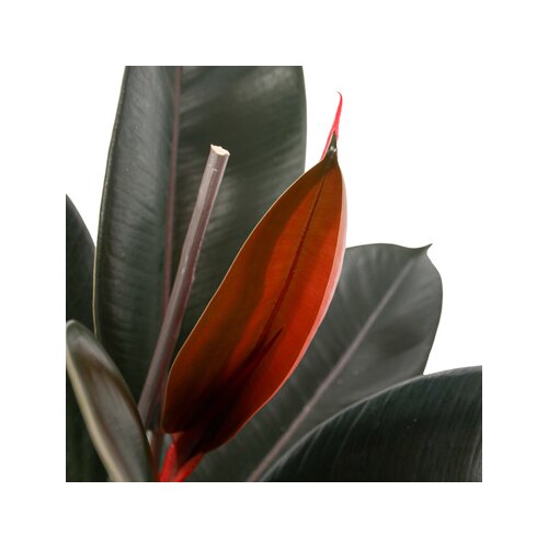 Zimmerpflanze Ficus Elastica Abidjan, Neutralware