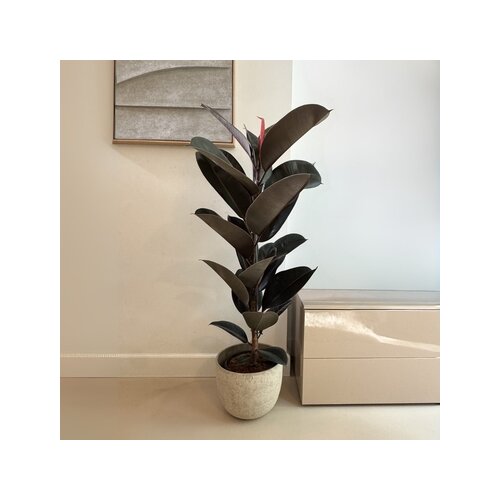 Zimmerpflanze Ficus Elastica Abidjan, Neutralware