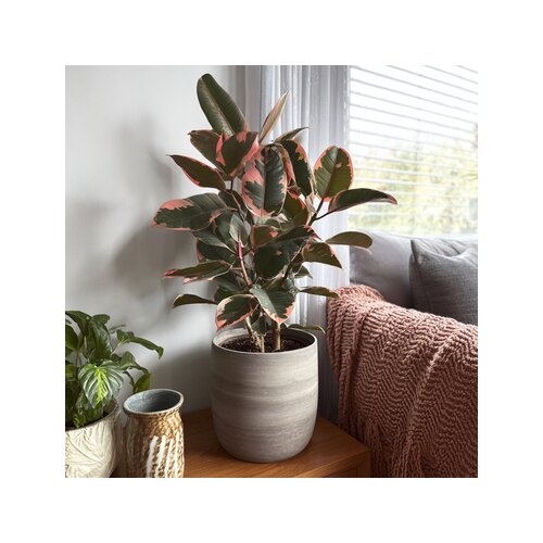 Zimmerpflanze Ficus Elastica Belize, Neutralware