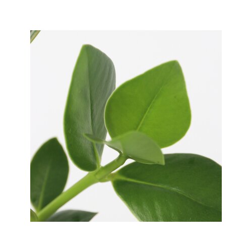 Zimmerpflanze Balsamapfel Clusia Hydrophonics, Neutralware