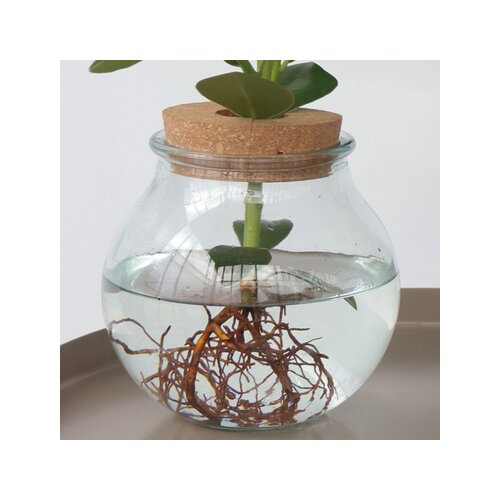 Zimmerpflanze Balsamapfel Clusia Hydrophonics, Neutralware