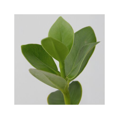 Zimmerpflanze Balsamapfel Clusia Hydrophonics, Neutralware