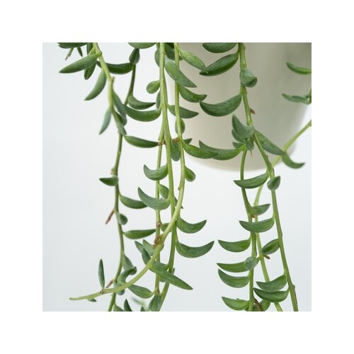 Zimmerpflanze Senecio String of Bananas, Neutralware