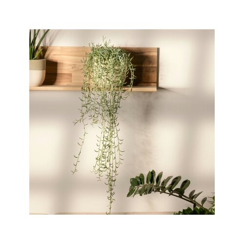 Zimmerpflanze Senecio String of Bananas, Neutralware