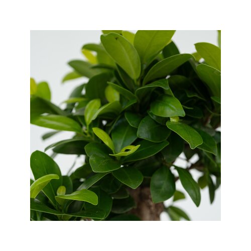 Zimmerpflanze Ficus Ginseng Japanischer Bonsai, Neutralware