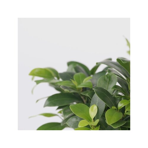 Zimmerpflanze Ficus Ginseng Japanischer Bonsai, Neutralware