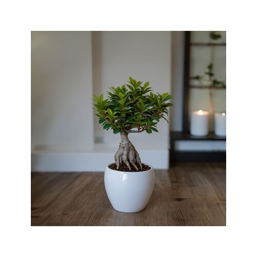 Zimmerpflanze Ficus Ginseng Japanischer Bonsai, Neutralware
