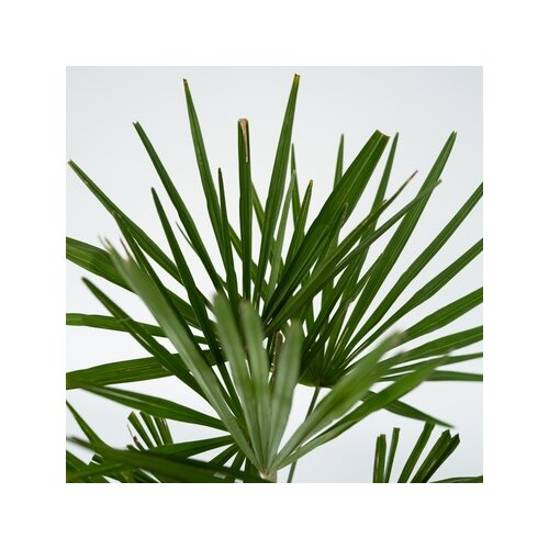 Zimmerpflanze Asiatische Windmühlenpalme Trachycarpus fortunei XL, Neutralware