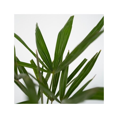 Zimmerpflanze Asiatische Windmühlenpalme Trachycarpus fortunei XL, Neutralware