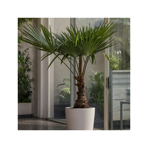 Zimmerpflanze Asiatische Windmühlenpalme Trachycarpus fortunei XL, Neutralware