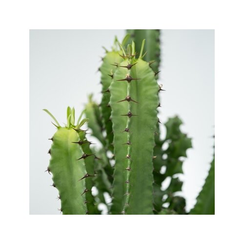 Zimmerpflanze Euphorbia Cowboy Cactus, Neutralware