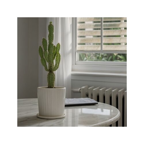 Zimmerpflanze Euphorbia Cowboy Cactus, Neutralware