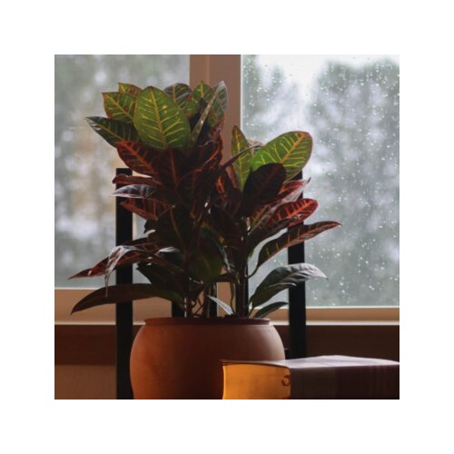 Zimmerpflanze Croton Codiaeum Mrs. Iceton, Neutralware