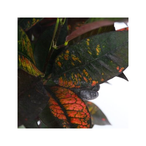 Zimmerpflanze Croton Codiaeum Mrs. Iceton, Neutralware