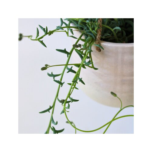 Zimmerpflanze Senecio String of Dolphins, Neutralware