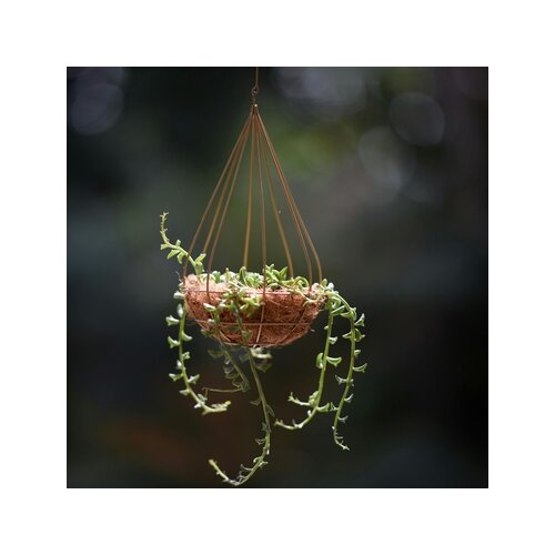 Zimmerpflanze Senecio String of Dolphins, Neutralware