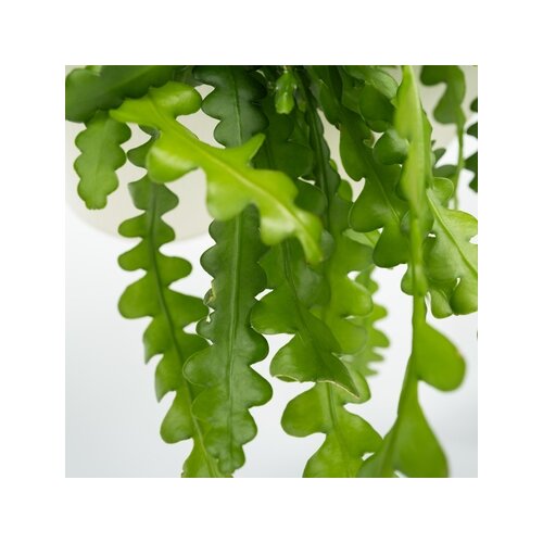 Zimmerpflanze Epiphyllum anguliger Sägeblattkaktus