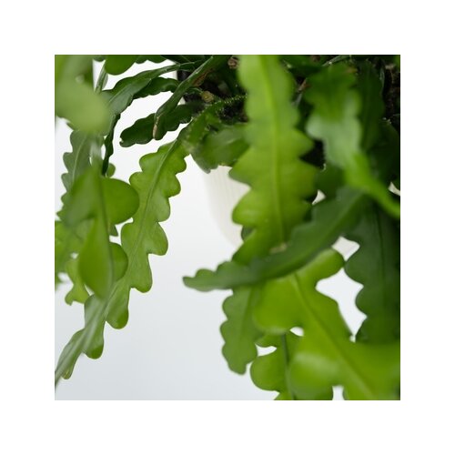 Zimmerpflanze Epiphyllum anguliger Sägeblattkaktus, Neutralware