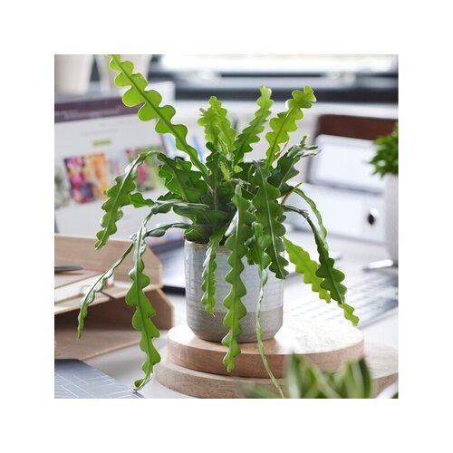 Zimmerpflanze Epiphyllum anguliger Sägeblattkaktus, Neutralware