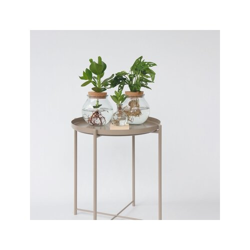 Zimmerpflanze Monstera Adansonii Monkey Mask Hydrophonics, Neutralware