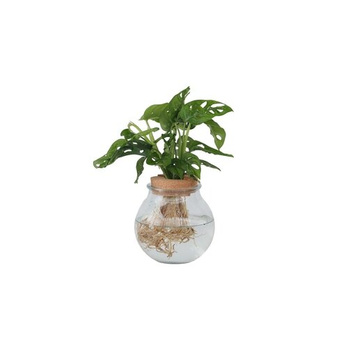 Zimmerpflanze Monstera Adansonii Monkey Mask Hydrophonics