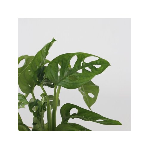 Zimmerpflanze Monstera Adansonii Monkey Mask Hydrophonics, Neutralware