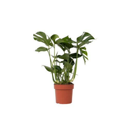 Zimmerpflanze Monstera Deliciosa