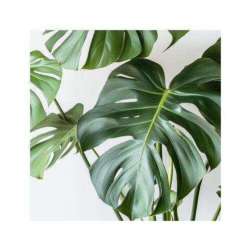 Zimmerpflanze Monstera Deliciosa, Neutralware